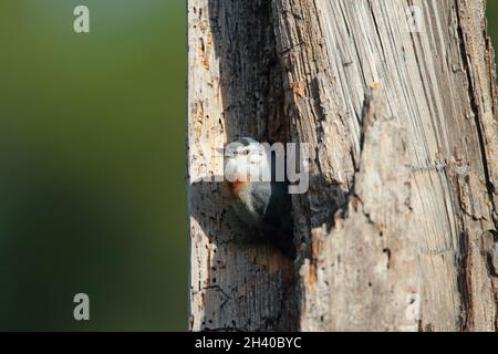 Ein ausgewachsener Krüper-Knuthatch (Sitta krueperi) in der Nähe eines Neststandorts im Frühjahr auf der griechischen Insel Lesvos Stockfoto