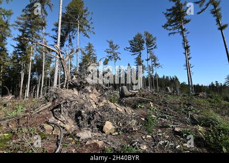 Teilweise gerodet Fichtenmonokultur Stockfoto