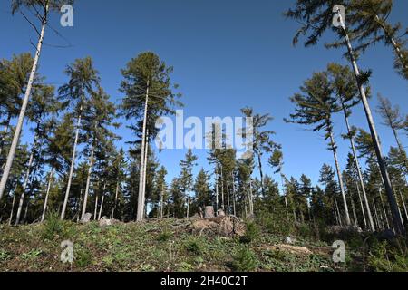 Teilweise gerodet Fichtenmonokultur als Folge des Klimawandels Stockfoto