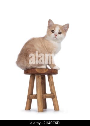 Liebenswert schwanzlos Manx Katze Kätzchen, sitzen Seitenwege auf kleinen hölzernen Hocker. Blick auf die Kamera mit süßen, tropfenden Augen. Isoliert auf einem weißen Backgr Stockfoto