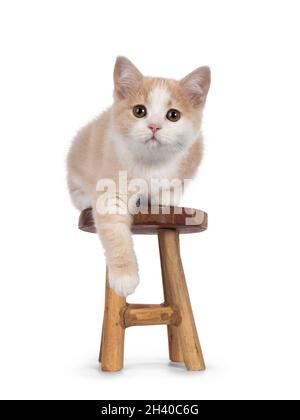 Liebenswert schwanzlos Manx Katze Kätzchen, lag mit Blick nach vorne auf kleinen Holzhocker. Blick auf die Kamera mit süßen, tropfenden Augen. Isoliert auf einem weißen Rücken Stockfoto