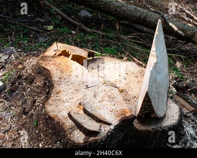 Fallender Keil platzt nach längerer schwerer Nutzung im Holzeinschlag. Baumharweting Stockfoto