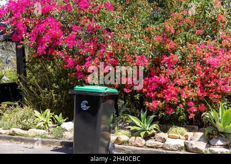 Grüne Vegetation, in einem Abfalleimer, der Gartenabfälle für die sammlung und Kompostierung des rats enthält, Sydney, Australien Stockfoto