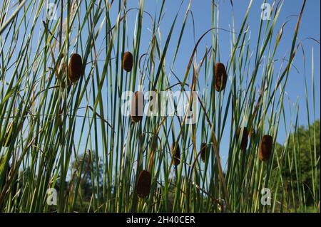 Typha laxmannii, anmutiger Rohrschwanz Stockfoto