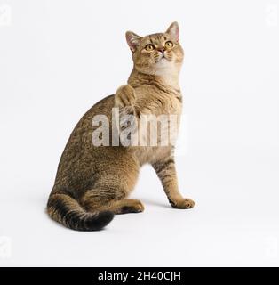 Erwachsene graue schottische gerade Katze sitzt auf einem weißen Hintergrund Stockfoto