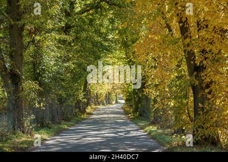 Straße auf beiden Seiten mit alten Bäumen gesäumt gelb im Herbst Niederschlesien Polen Stockfoto