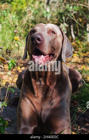 Weimaraner sitzt auf einem grünen Feld. Nahaufnahme des Kopfes eines Jagdhundes glücklicher Hund an einem sonnigen Tag. Stockfoto