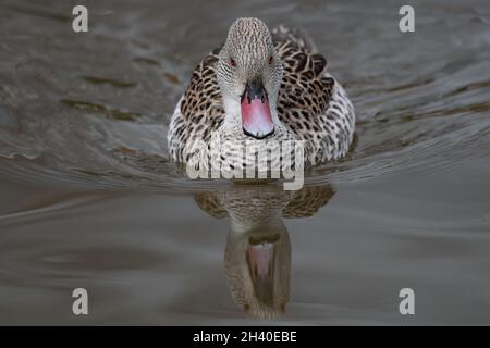 Eine Nahaufnahme eines Cape teal, Anas capensis, während es in Richtung der Kamera schwimmt. Es spiegelt sich im stillen Wasser wider Stockfoto