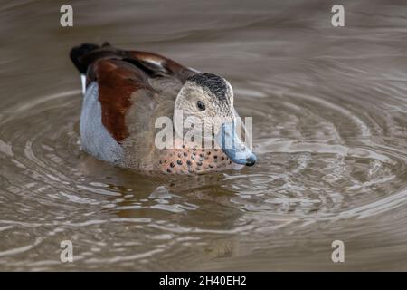 Eine Nahaufnahme eines beringten Blauen drakes, Callonetta leucophrys, die auf dem Wasser tummeln Stockfoto