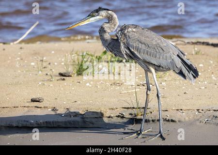 Großer blauer Reiher (Ardea cinerea) Stockfoto