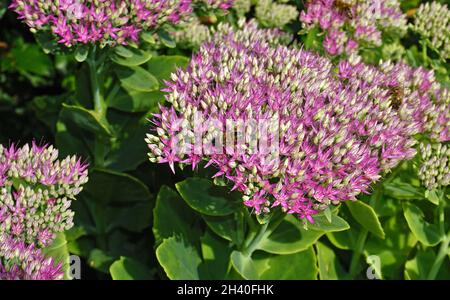 Schmetterlingssteinernte, Eispflanze / Eispflanze, Eispflanze, Eispflanze, für immer lebend, Stockfoto