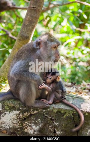 Affe in Forest Park in Ubud - Bali Indonesien Stockfoto