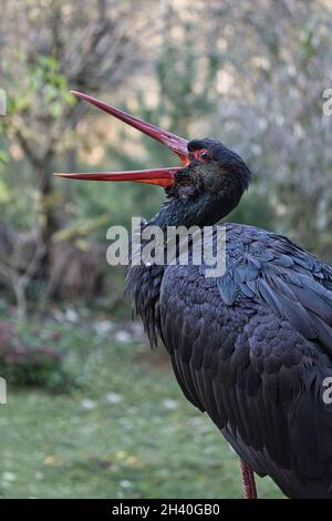 Im Wildpark freigewordene Schwarzstorche. Eine seltene Vogelart, die vom Aussterben bedroht ist Stockfoto