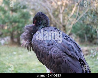 Im Wildpark freigewordene Schwarzstorche. Eine seltene Vogelart, die vom Aussterben bedroht ist Stockfoto