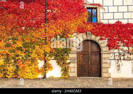 Alte aufwendig verputzte Hausfassade mit kunstvoller Holztür in Steinumrandung und Fenster mit Parthenocissus quinquefolia (Virginia Creeper) in Ba Stockfoto