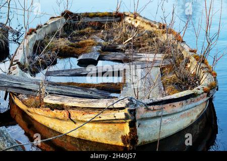 Ein altes verlassene Boot auf dem Fluss hielt in der Arche an. Im Inneren des Bootes wuchs ein Wald in Miniatur mit Moosen Gras und Bäumen, Ein Stockfoto