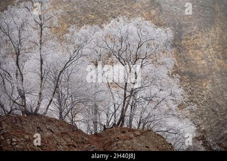 Frostbedeckte Bäume, Sträucher, Gräser mit ankommendem Frost Stockfoto