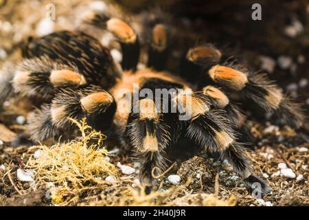 Mexikanischer Rotknie Tarantula Stockfoto