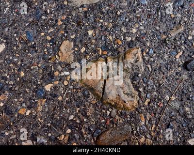Natursteinmosaik mit einem großen Stein Stockfoto