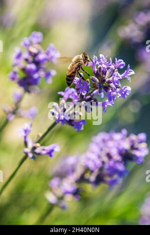 Biene auf Lavendelblüten Stockfoto