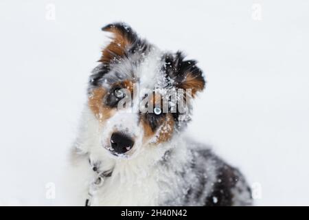 Schöner junger Rüde Blue Merle Australian Shepherd Welpe sitzt im Schnee mit Kopf gespannt oder zur Seite geneigt. Selektiver Fokus mit Unschärfe Stockfoto