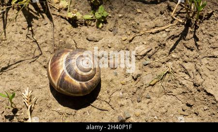 Braune Traubenschnecke liegt auf dem Hintergrund eines Grasnarbensegras Stockfoto