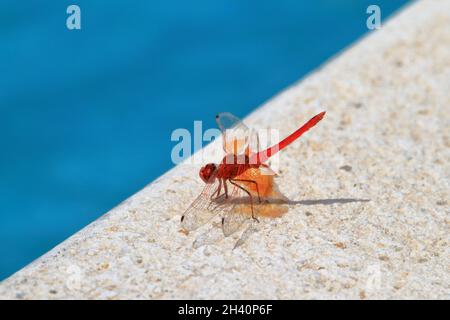 Die Drachenfliege der Art irby's Dropwing, orange-flügeliger Dropwing oder scharlachrote Felsflieger (Trithemis kirbyi), die auf einem weißen Stein am Rand eines thront Stockfoto