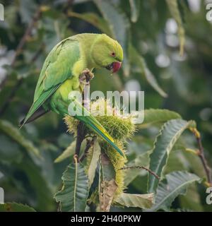 Ringhalssittich, Bushy Park, London Stockfoto