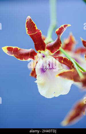 Schöne Miltonia Kismet Art Kai Orchid vor blauem Hintergrund. Extrem selektiver Fokus mit verschwommenem Vorder- und Hintergrund. Stockfoto