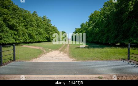 Walcot Hall Entance mit einer alten, von Bäumen gesäumten Auffahrt, die von einem Viehgitter aus führt. Stockfoto