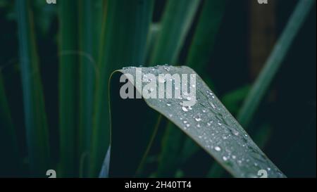 Regen Sie Tröpfchen auf ein gefaltetes gebogenes Yucca filamentosa Blatt Stockfoto