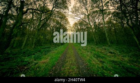 In einem silbernen Birkenwald in niedriger Wintersonne geht eine Landstraße in die Unendlichkeit zurück. Stockfoto