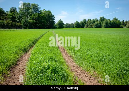 Der Traktor fährt im Frühjahr unter einem klaren, strahlend blauen Himmel durch ein Feld aus frühem grünem Weizen Stockfoto