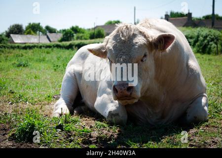 Ein großer, weiß mürrischer, zufrieden aussehender Bulle auf einem Feld starrt auf die Kamera. Stockfoto