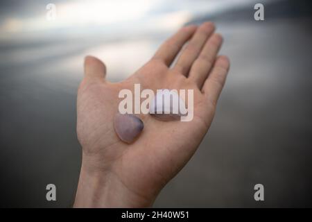 Violette Muscheln auf der Palme Stockfoto