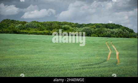 Der Traktor fährt durch ein Feld aus frühem grünem Weizen unter sich aufziehenden Sturmwolken Stockfoto