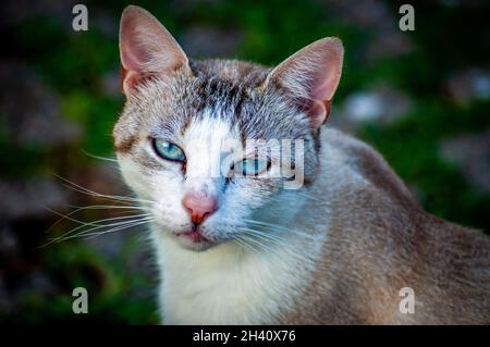 Nahaufnahme einer grauen, beigen und weißen Tabby-Katze mit blaugrünen Augen, die in die Kamera starren. Stockfoto