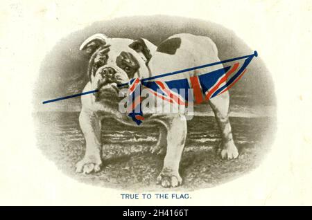 Originalpostkarte aus der Zeit des 1. Weltkriegs mit Bulldogge mit Union Jack-Flagge, getreu der Flagge, zitiert Tennyson Britons Hold Your Own von C.W. Faulkner & Co.Ltd London Serie 1458, veröffentlicht am 19. Oktober 1914 Stockfoto