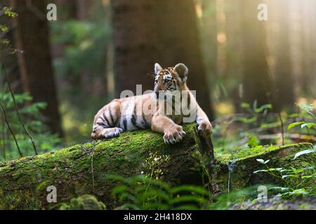 Bengaltiger liegt auf dem Baumstamm im Wald Stockfoto