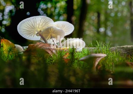 Fast wie ein Märchenwald. Dunkel, düster und magisch mit einem glühenden Pilz, Pilz. Der Herbst im Wald ist immer magisch, bei jedem Wetter und tim Stockfoto