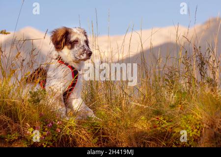 Fuzzy Hund Welpen in grünem Gras und Blumen Stockfoto