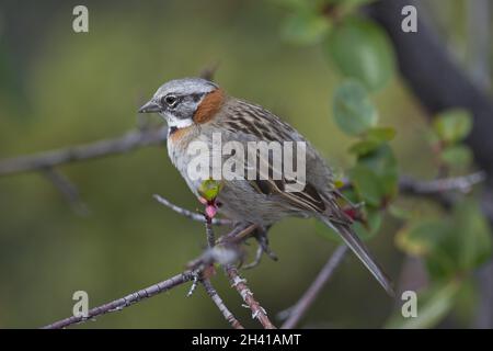 Rufous-colared Sparrow auf einem Zweig Stockfoto
