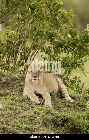 Junger Löwe in der Savannah Stockfoto