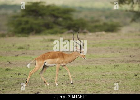 Impala knabberte in der Savannah Stockfoto
