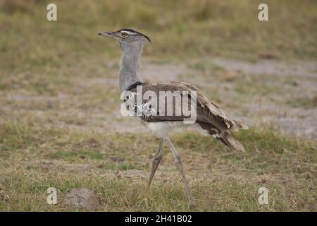 Kori Bustard in der Savannah Stockfoto