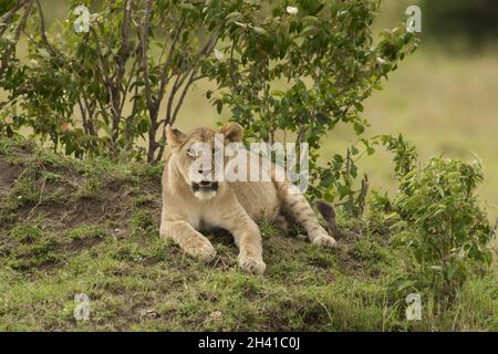 Junger Löwe in der Savannah Stockfoto