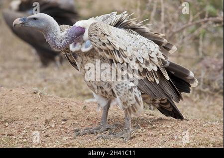 Weißrückenspecht Geier Stockfoto