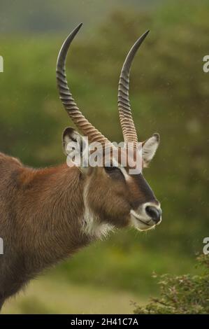 Porträt eines Wasserbucks Stockfoto