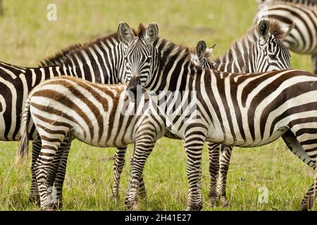 Zebra im Masai Mara Stockfoto