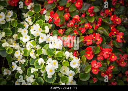 Rote und weiße Blüten von immerblühenden Semperflorens Begonia in Blumenbeet, lebendige floralen Hintergrund. Stockfoto